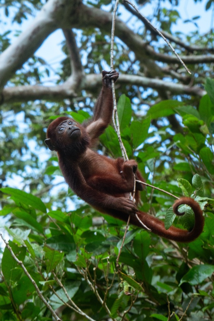 4D/3N Aventura Selva Profunda y fauna amazónica en Dorado Amazon Lodge